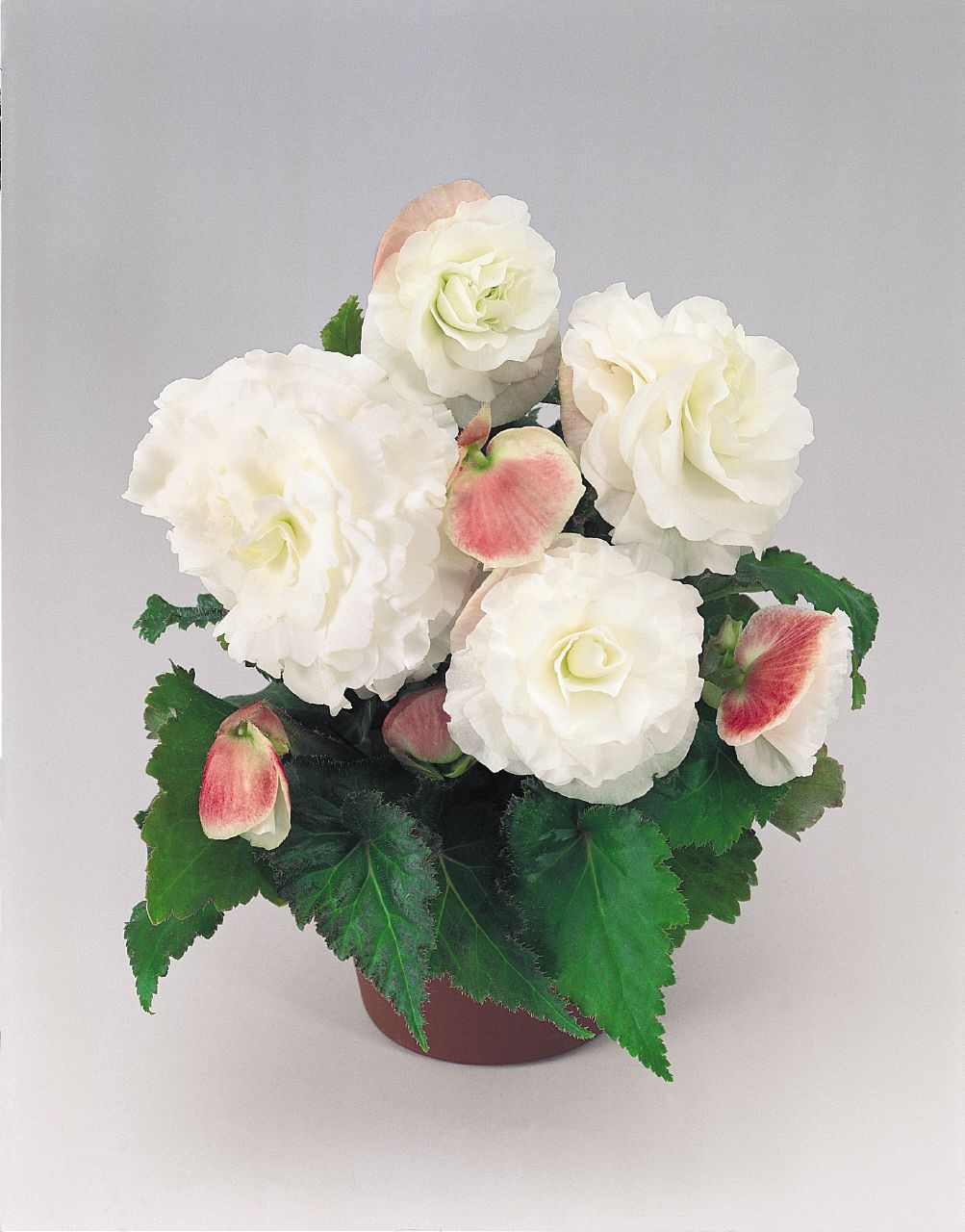 B. ‘Nonstop Apple Blossom’